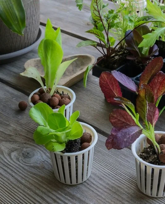 Kratky Hydroponics Indoors: Setting Up a Simple System for Winter Greens