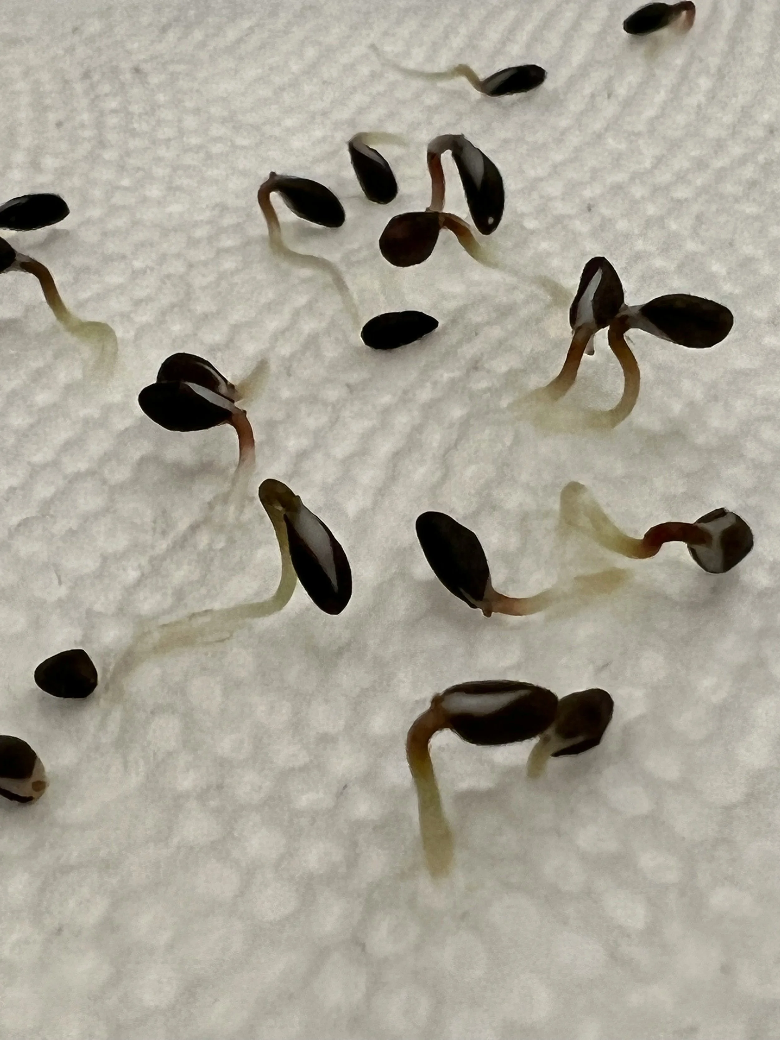seeds germinating on a paper towel