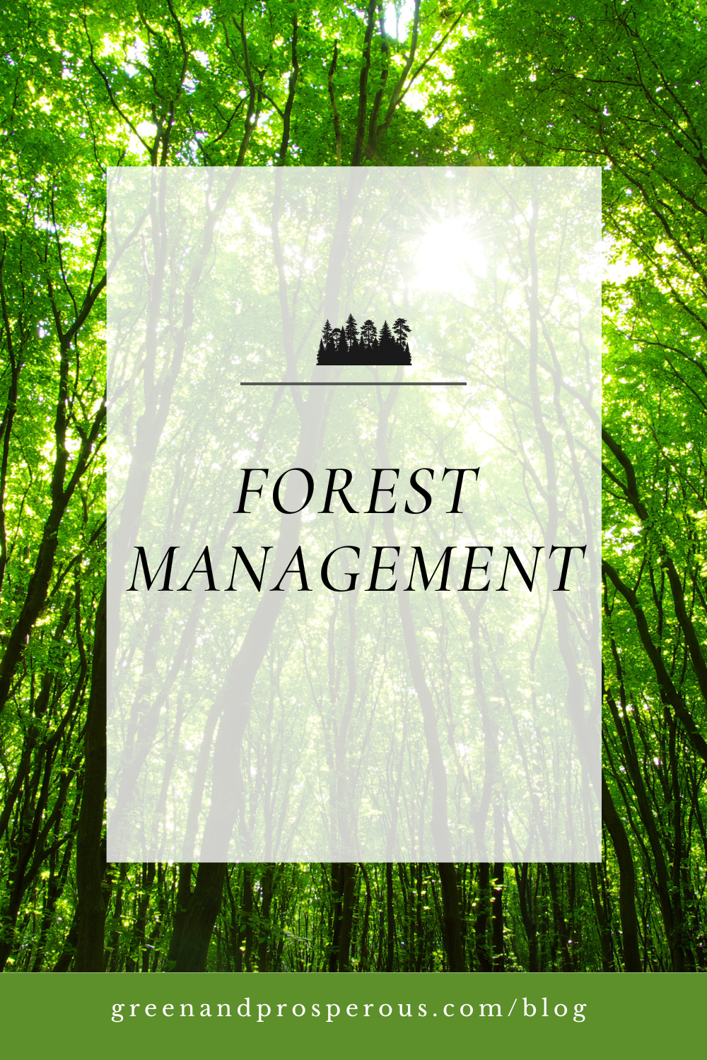 Stir-fried cabbage and bok choy dish illustrating a simple healthy vegetable recipe