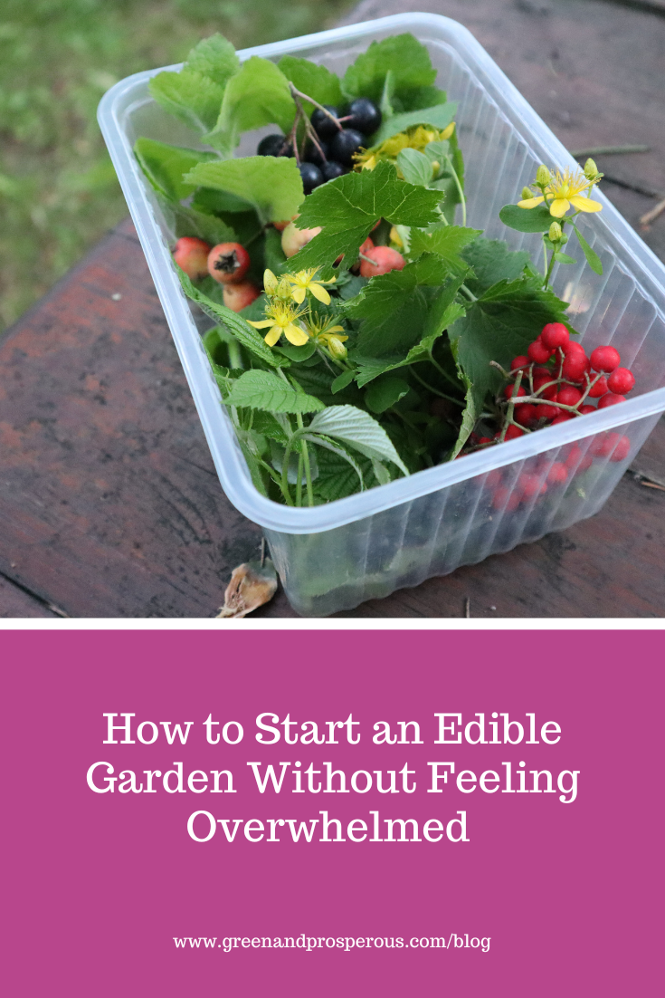 Feeling overwhelmed by the idea of growing your own food? This beginner-friendly guide shows how to start an edible garden simply, realistically, and without pressure.
