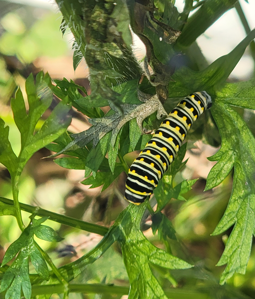 swallowtail caterpillar on parsley plant