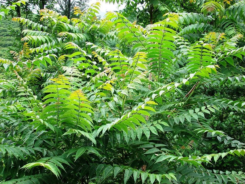 tree of heaven