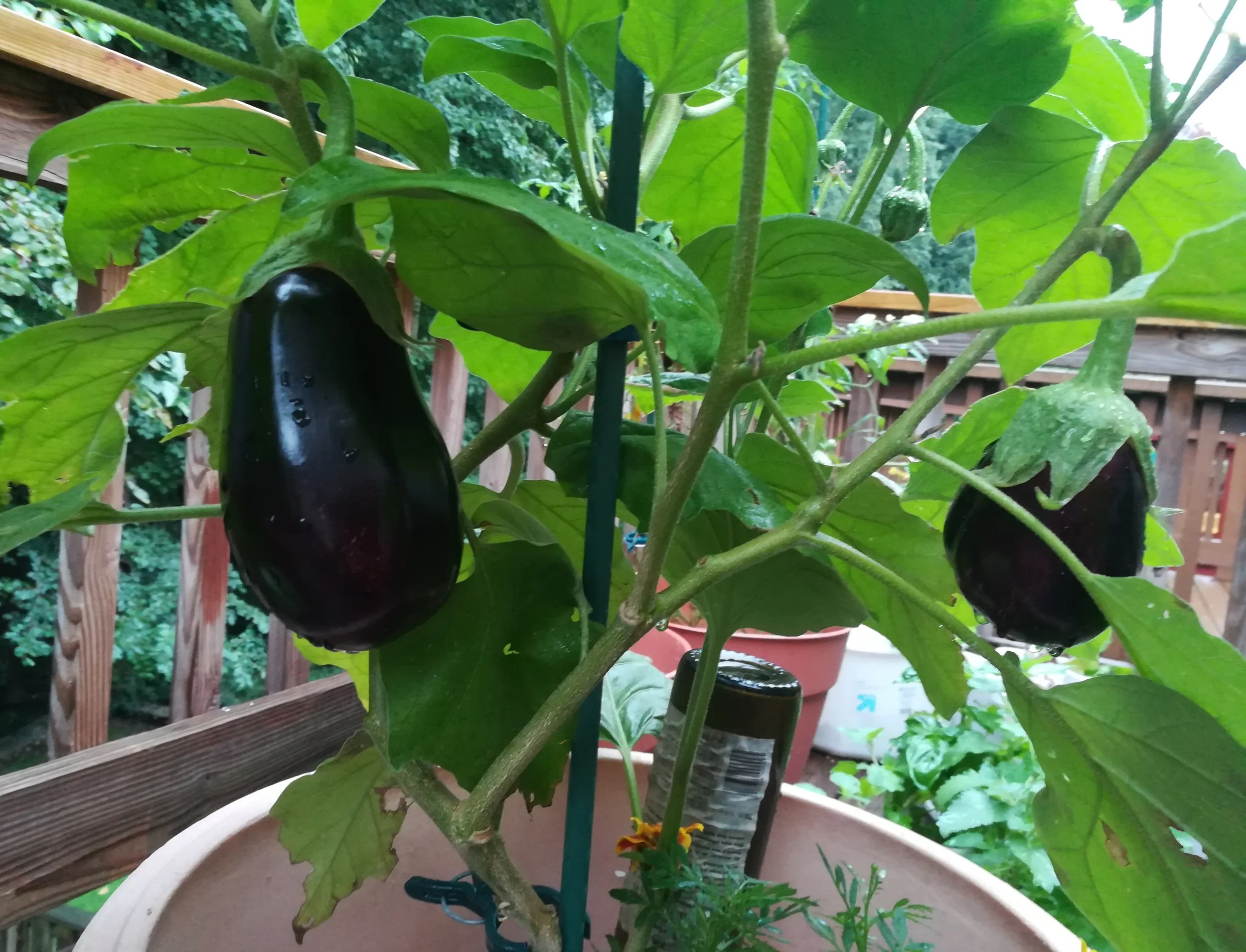 How to Prepare Containers for Spring Gardening (Container Garden Refresher)