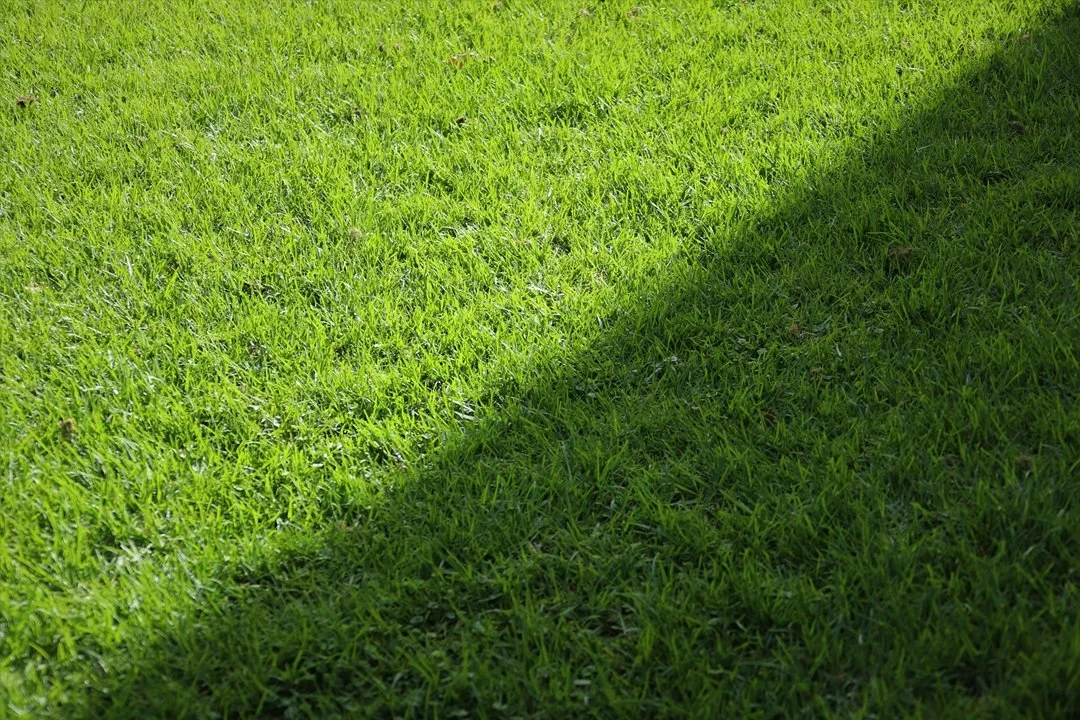 grassy area with a shadow