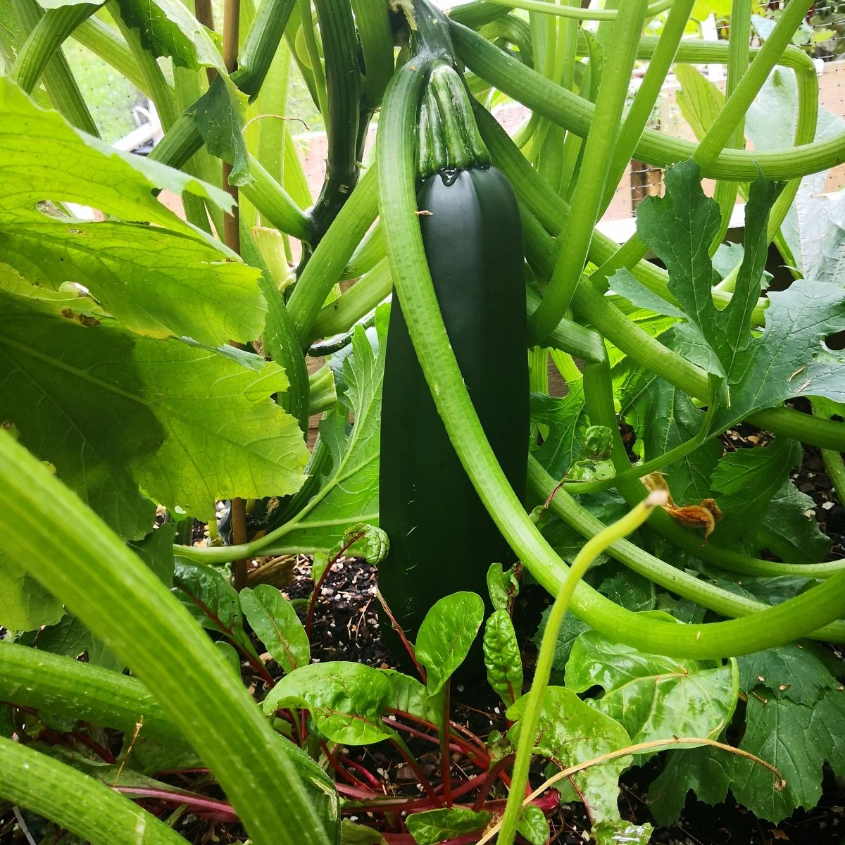 closeup of zucchini growing on a plant next to Swiss chard
