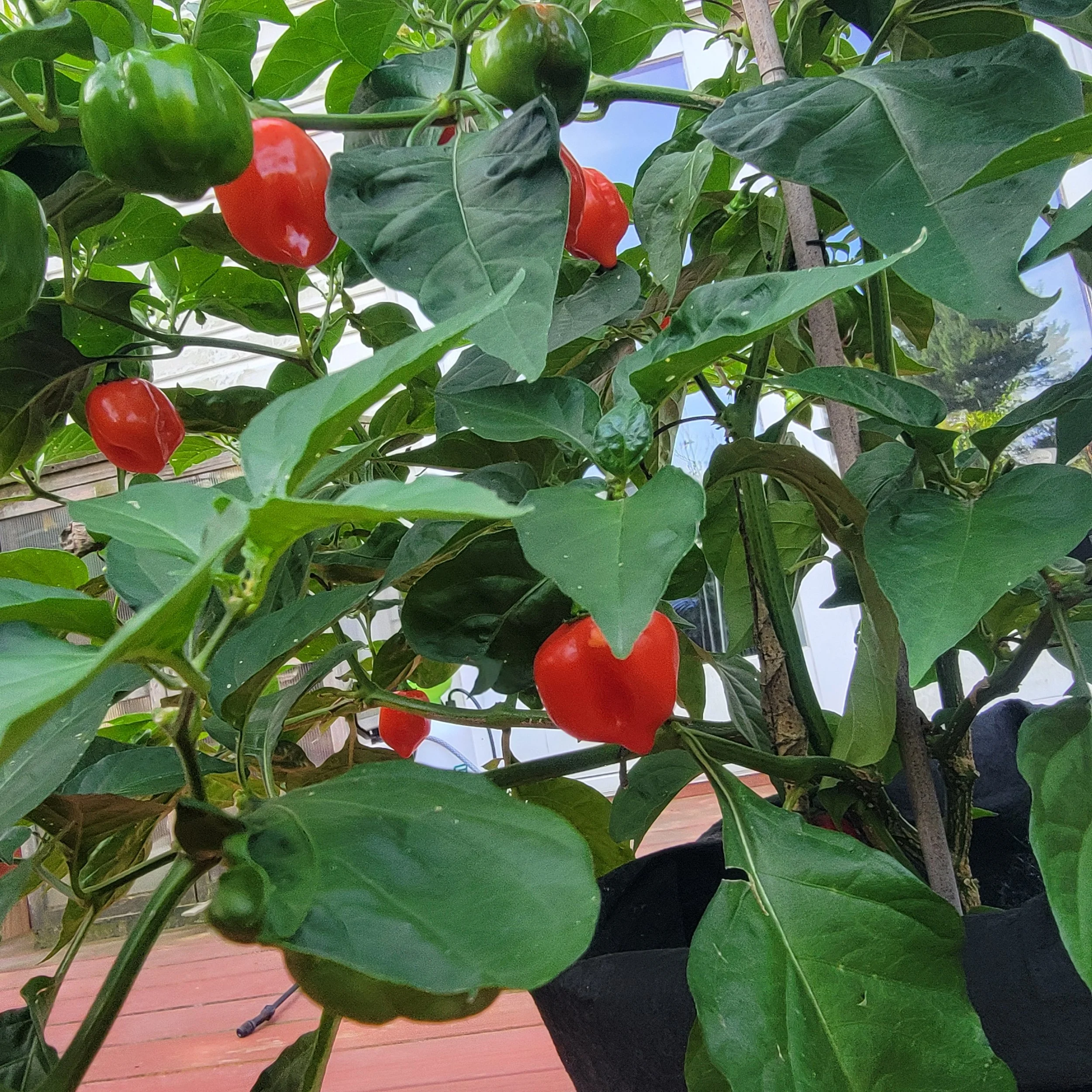 What To Do With All Those Leftover Hot Peppers