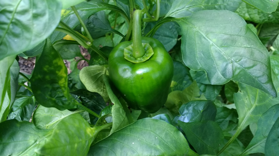 Should You Fertilize Your Vegetable Garden in Late Summer?