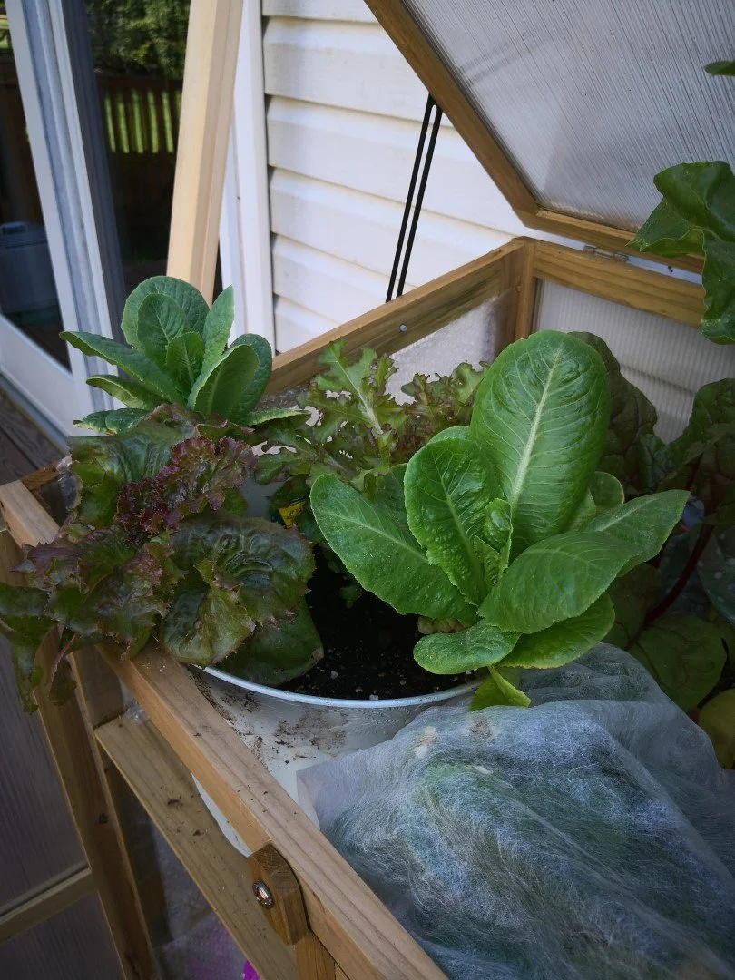 bok choy and lettuce growing in a pot
