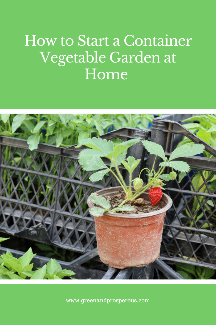 Pinterest pin  strawberry plant in container