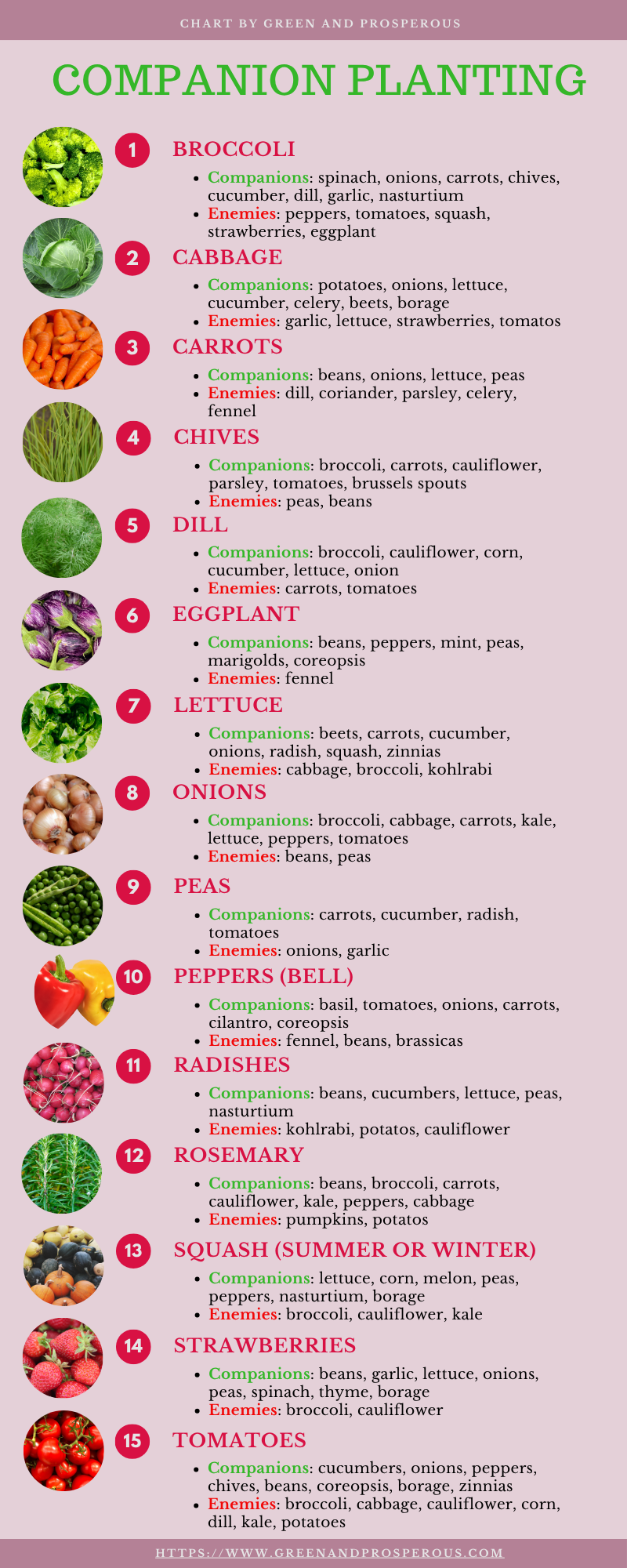 companion planting infographic cheat sheet