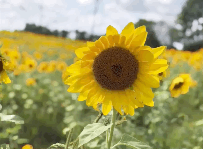 Tournesol3D.gif