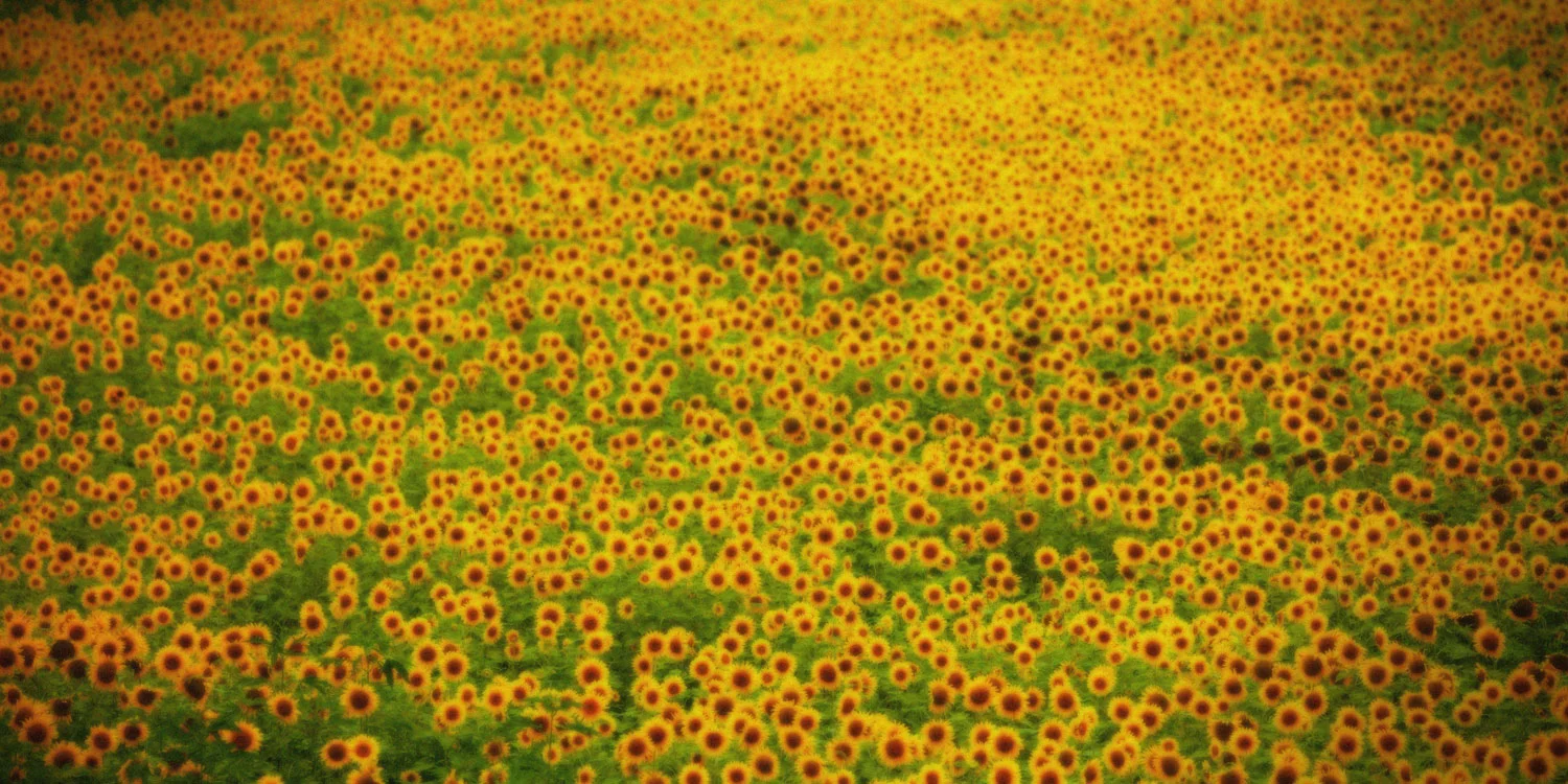 Sunflowers.jpg