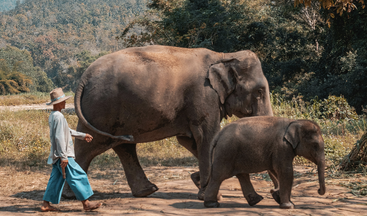 Insider’s Guide to Thailand