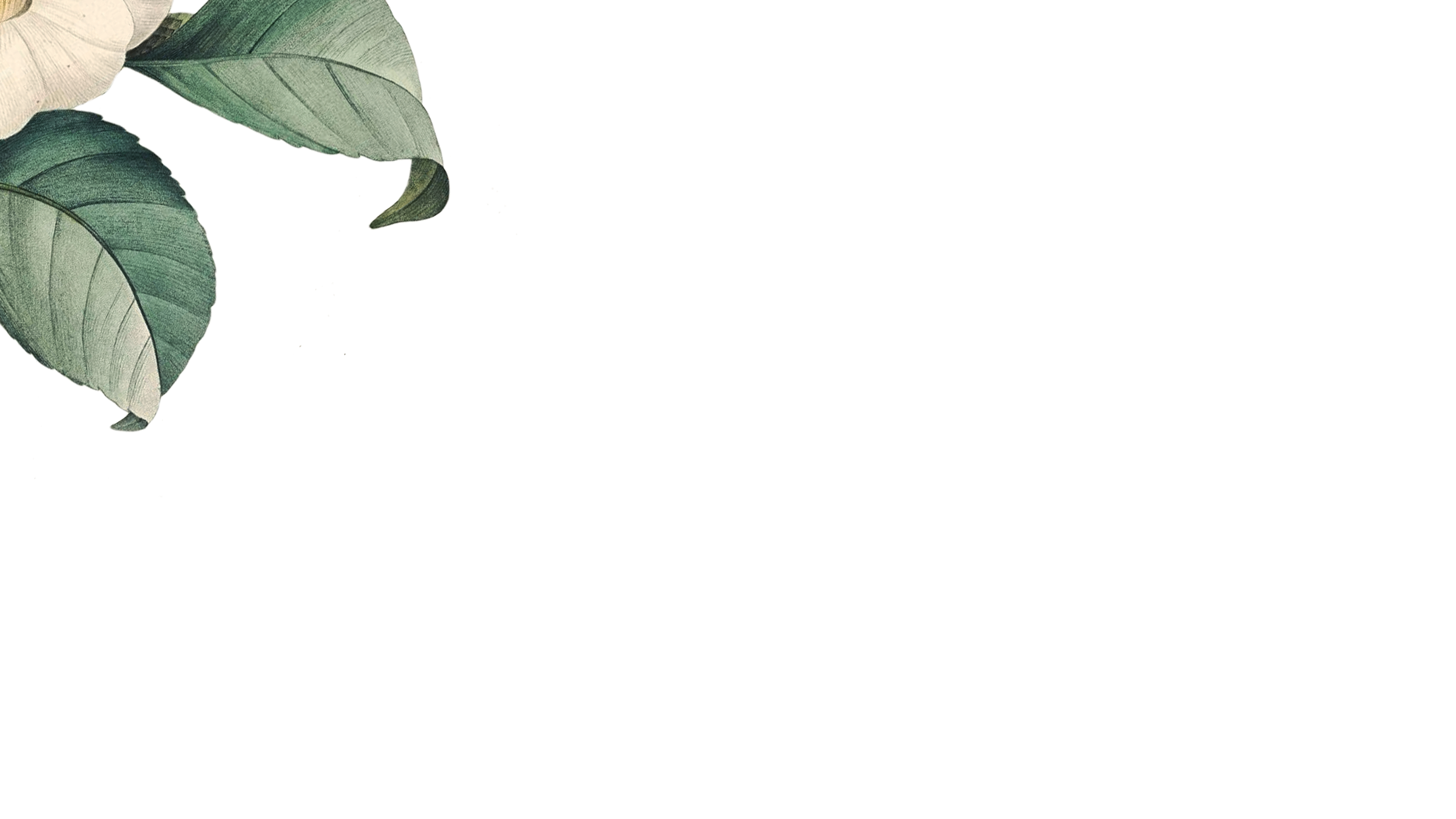 flower.png
