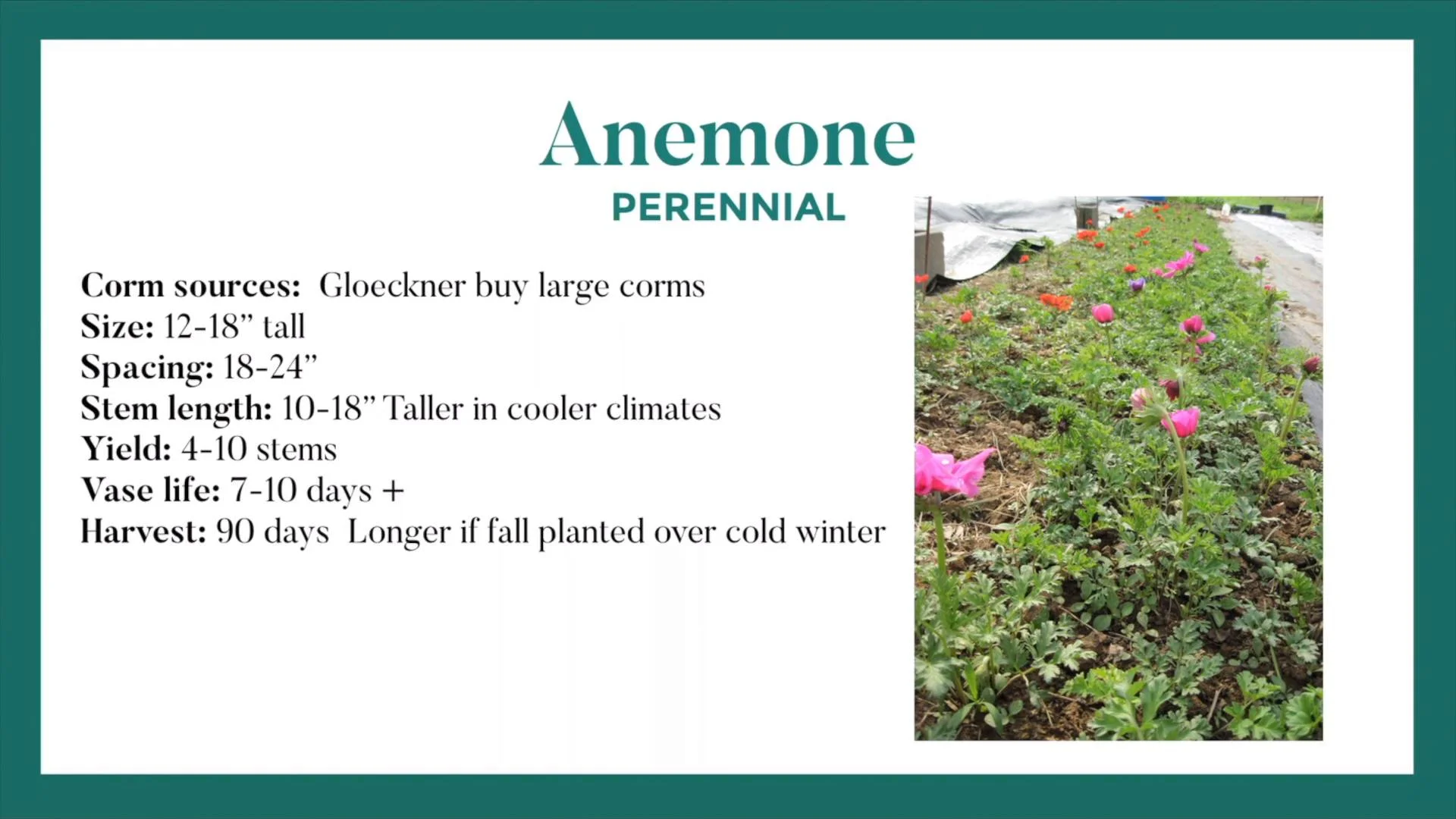 Perennials