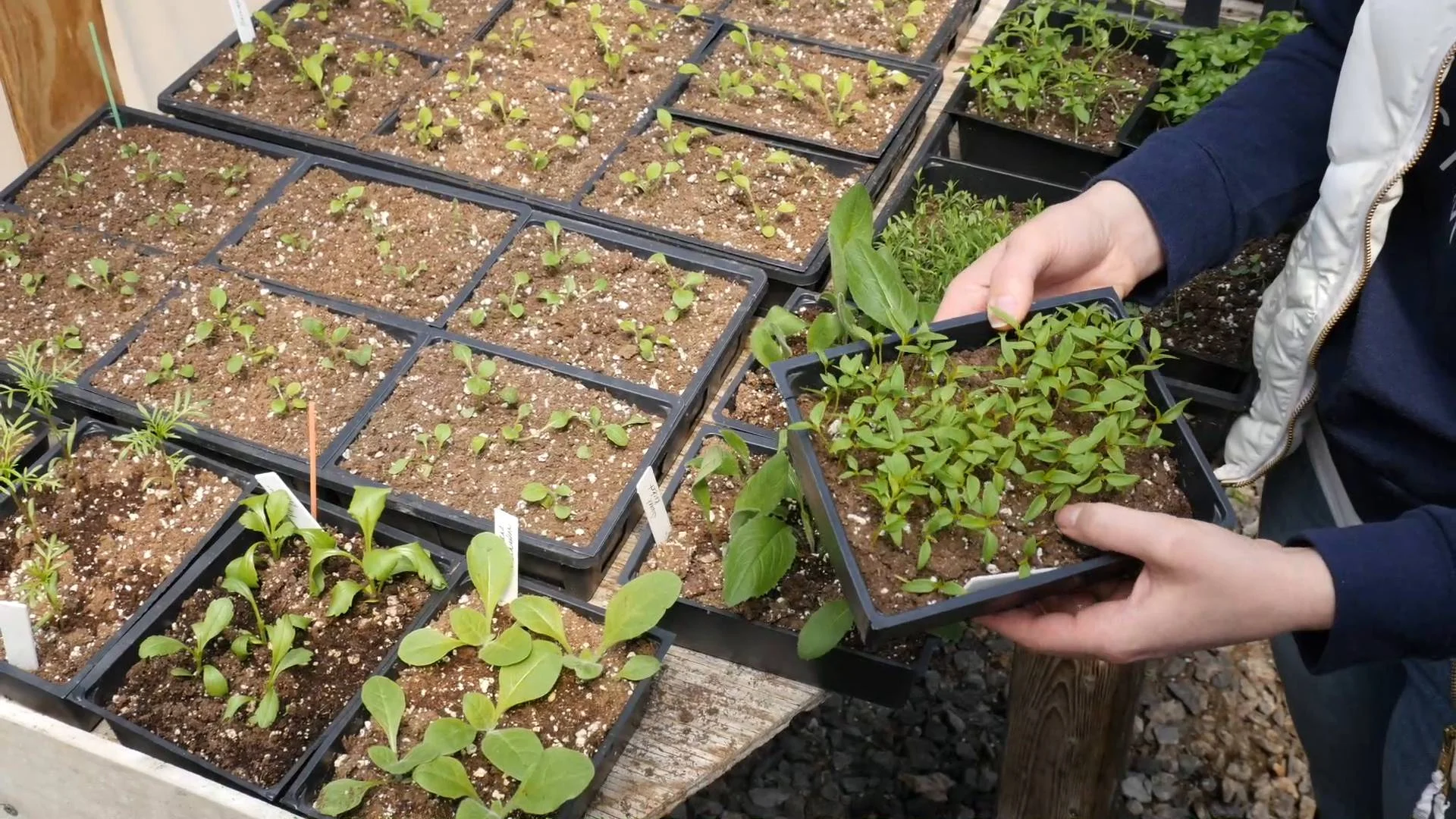 Lighting and Watering Demonstration