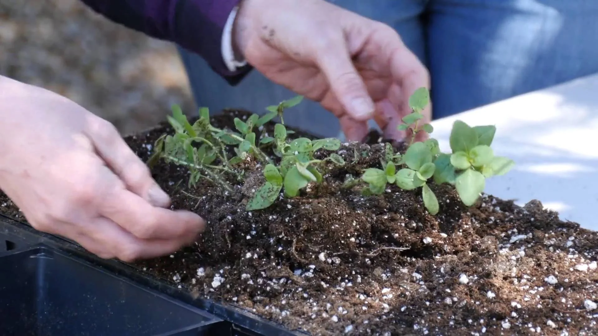 Splitting Seeds Demonstration
