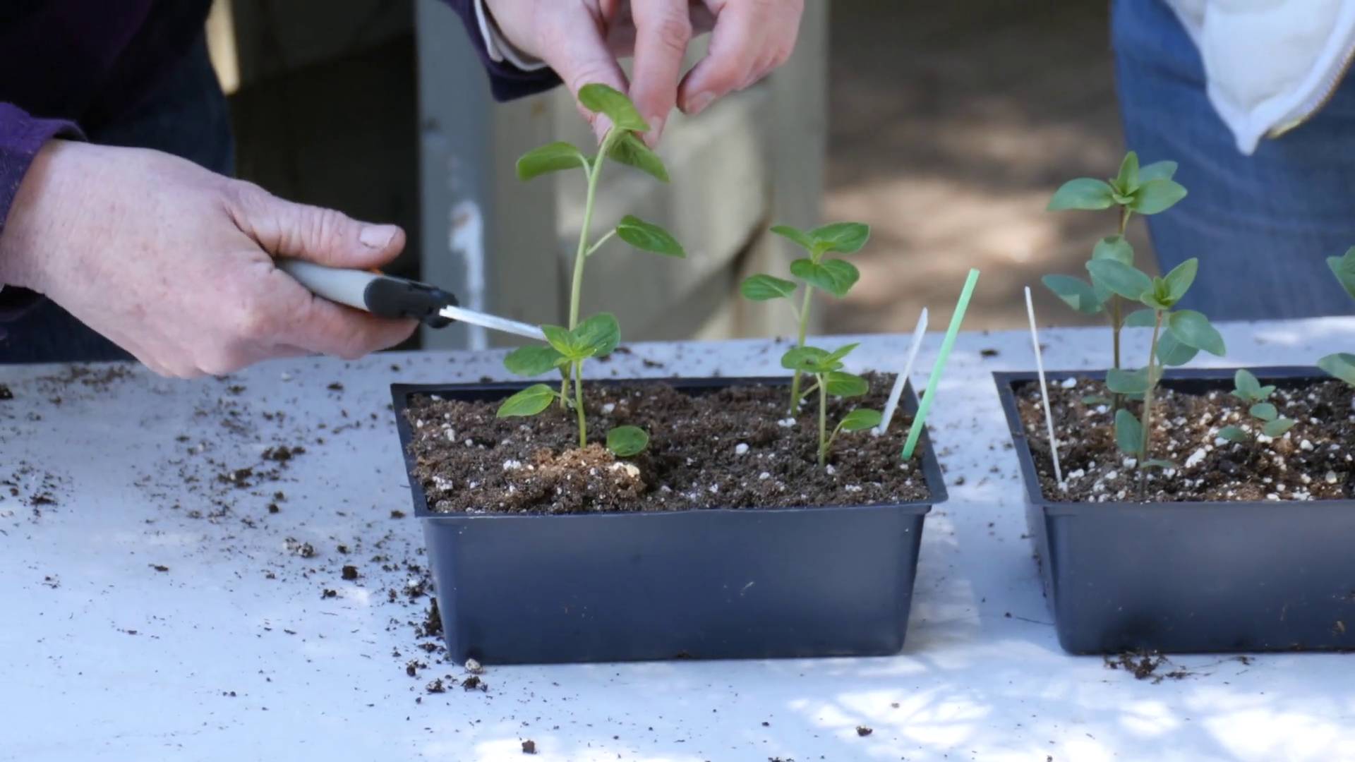 Pinching Back Demonstration