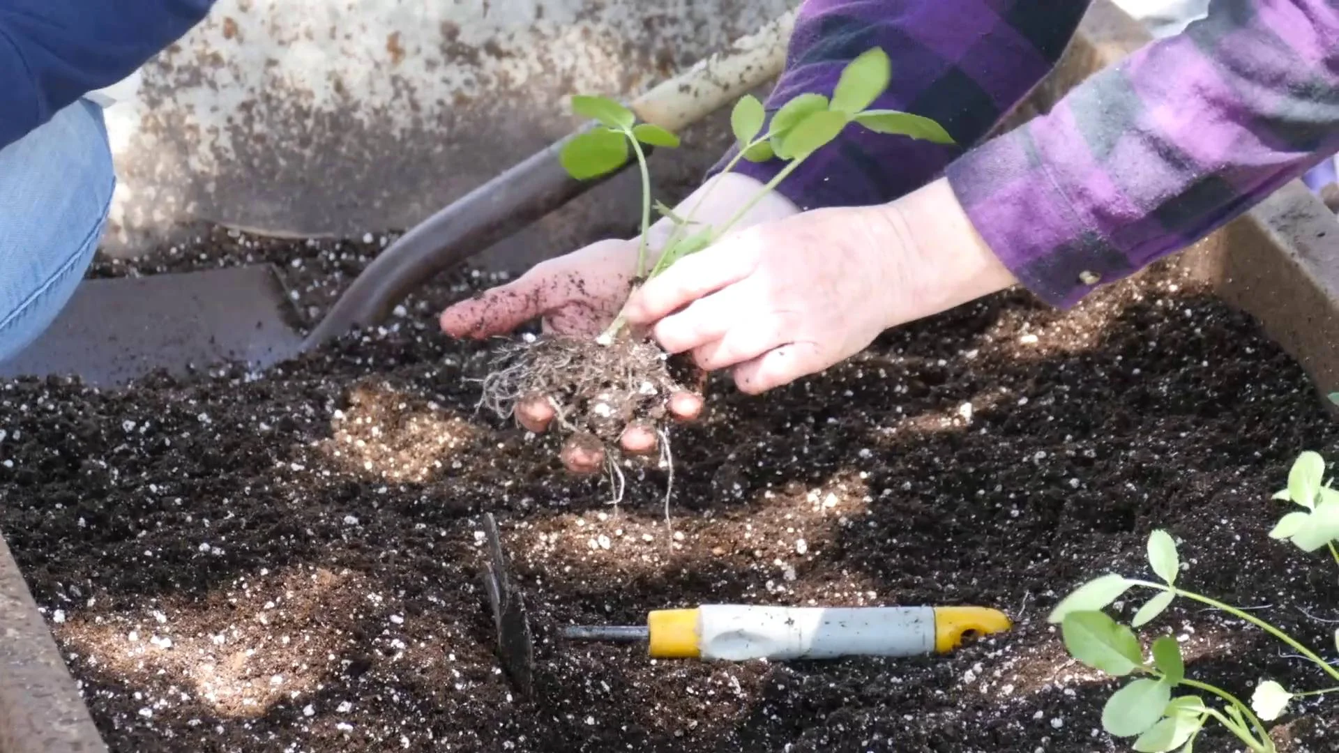 Planting Demonstration