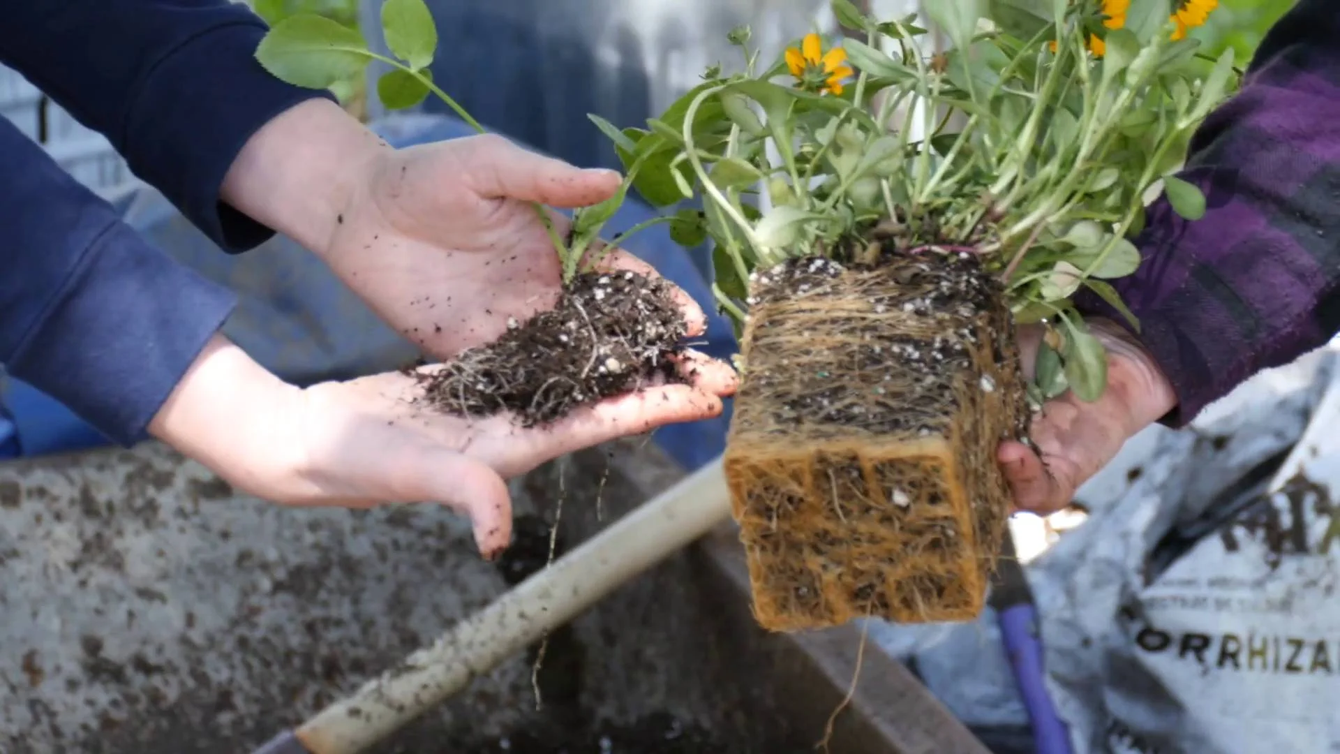 Bad Roots Demonstration