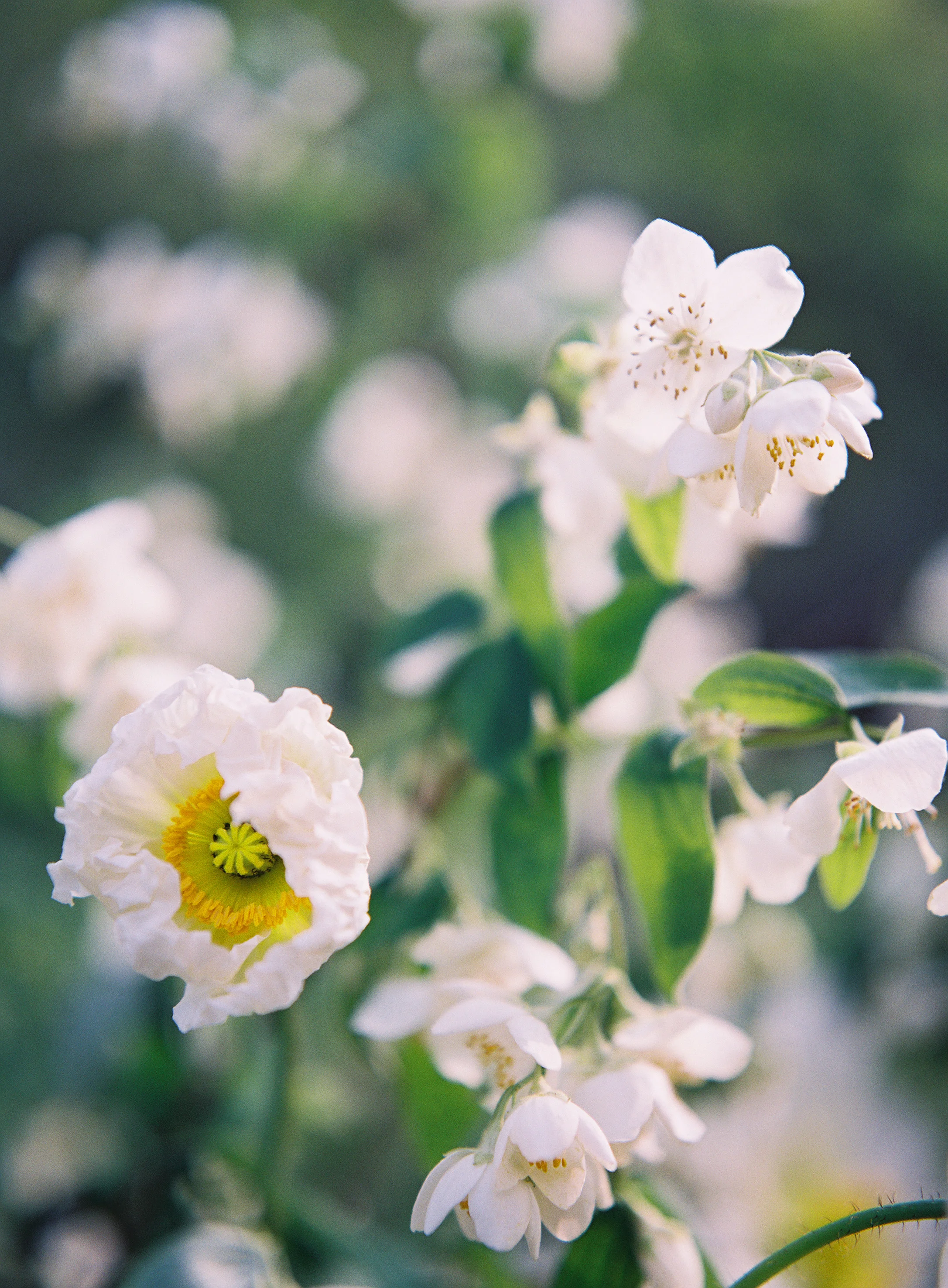 Growing classes bundle