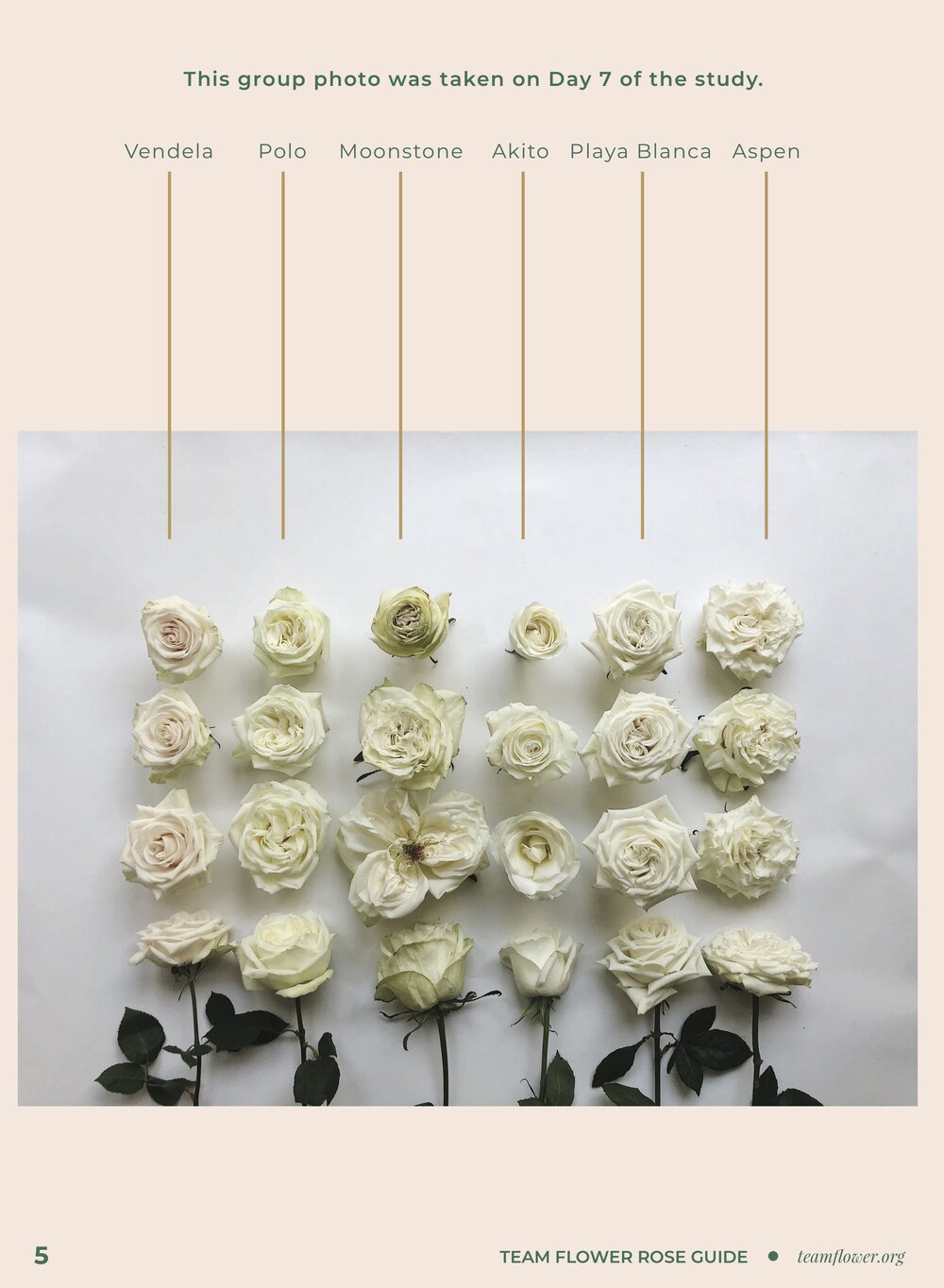 White Rose Guide — E-Books — Team Flower