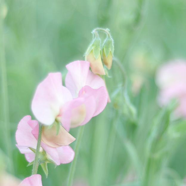 Growing for Spring Weddings