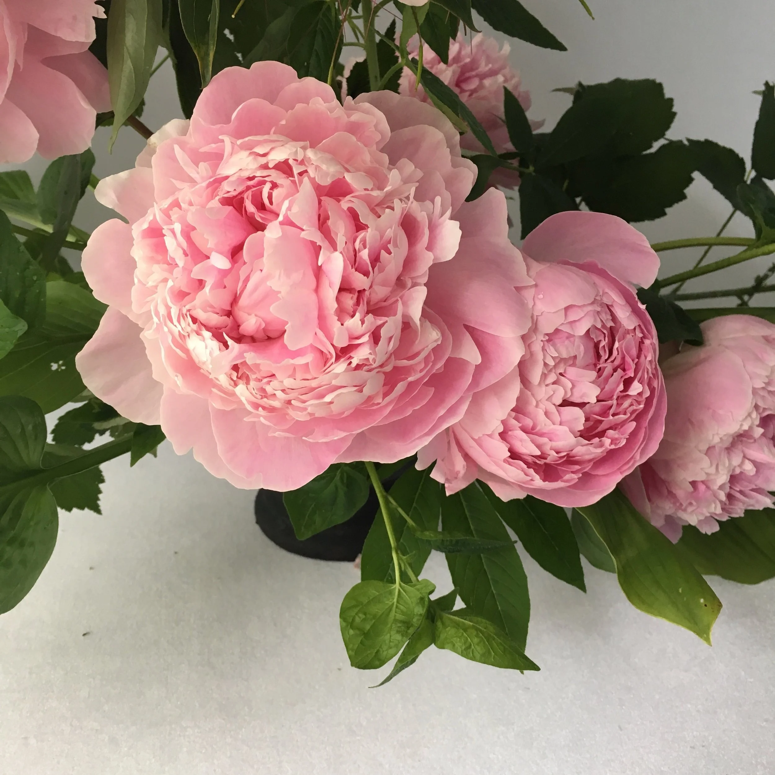 Growing and Arranging Peonies