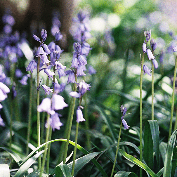 Foundations in Growing Cut Flowers