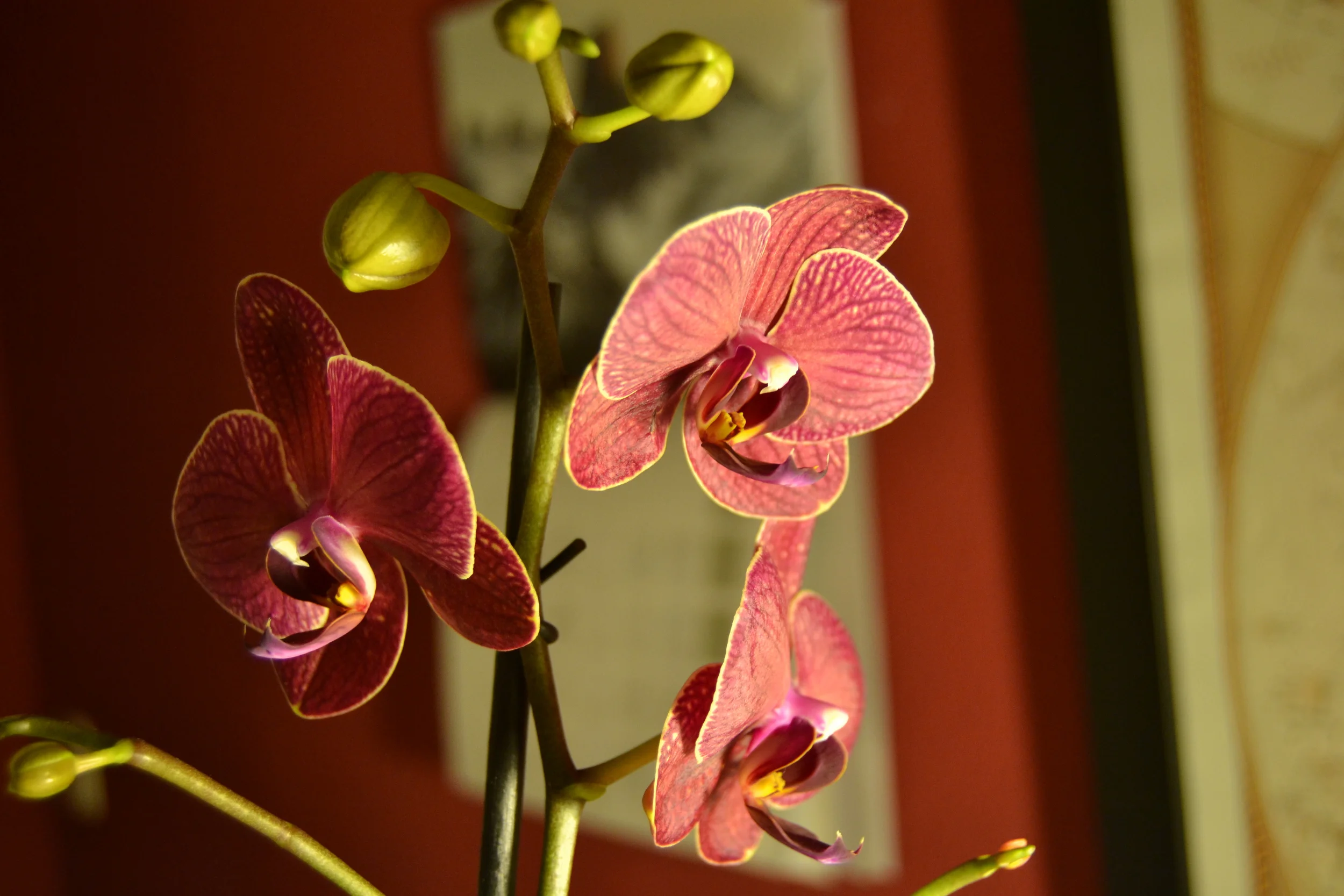 Geometría (3) Ángulos