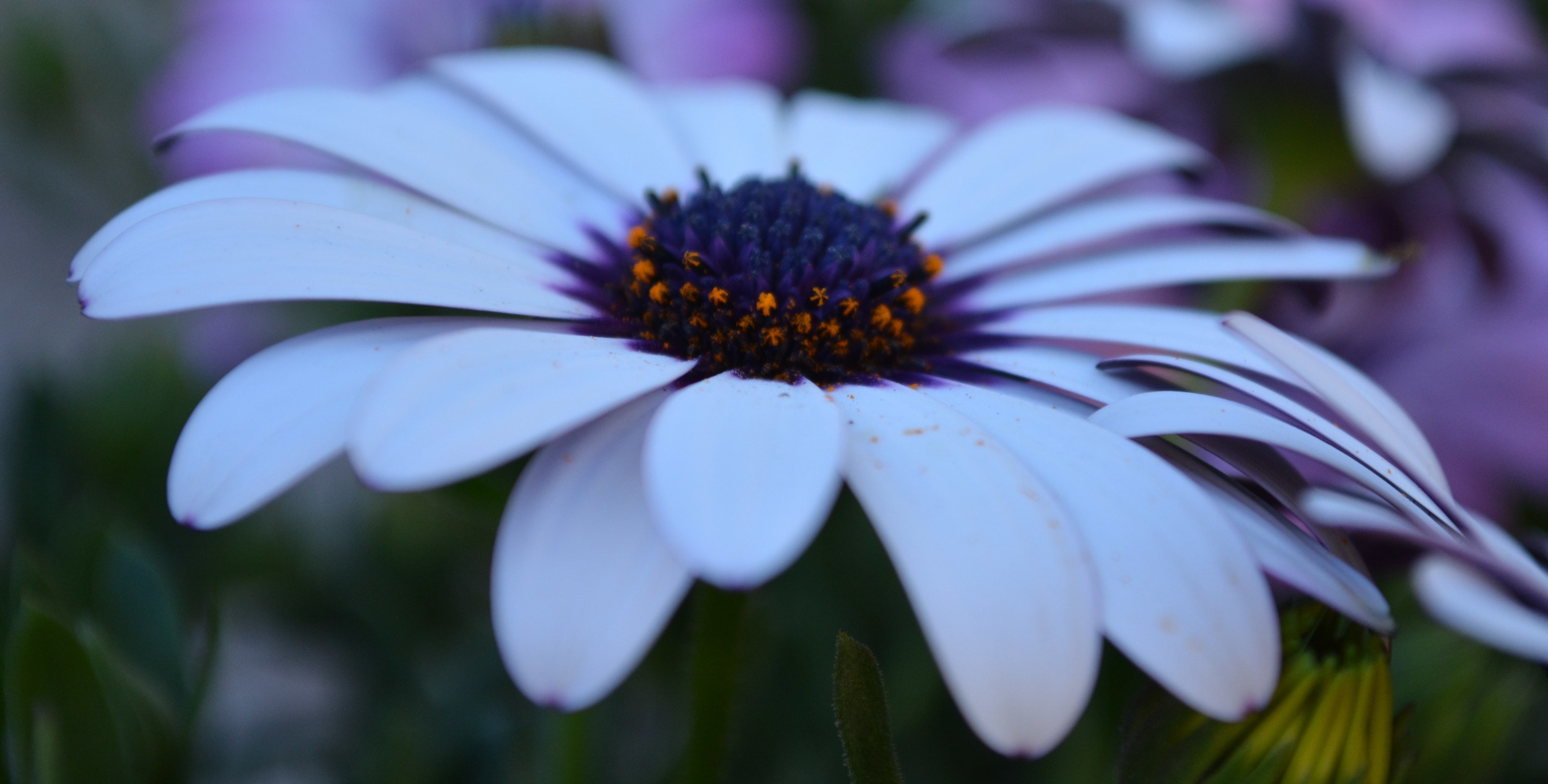 Geometría (4) Ángulos en la circunferencia