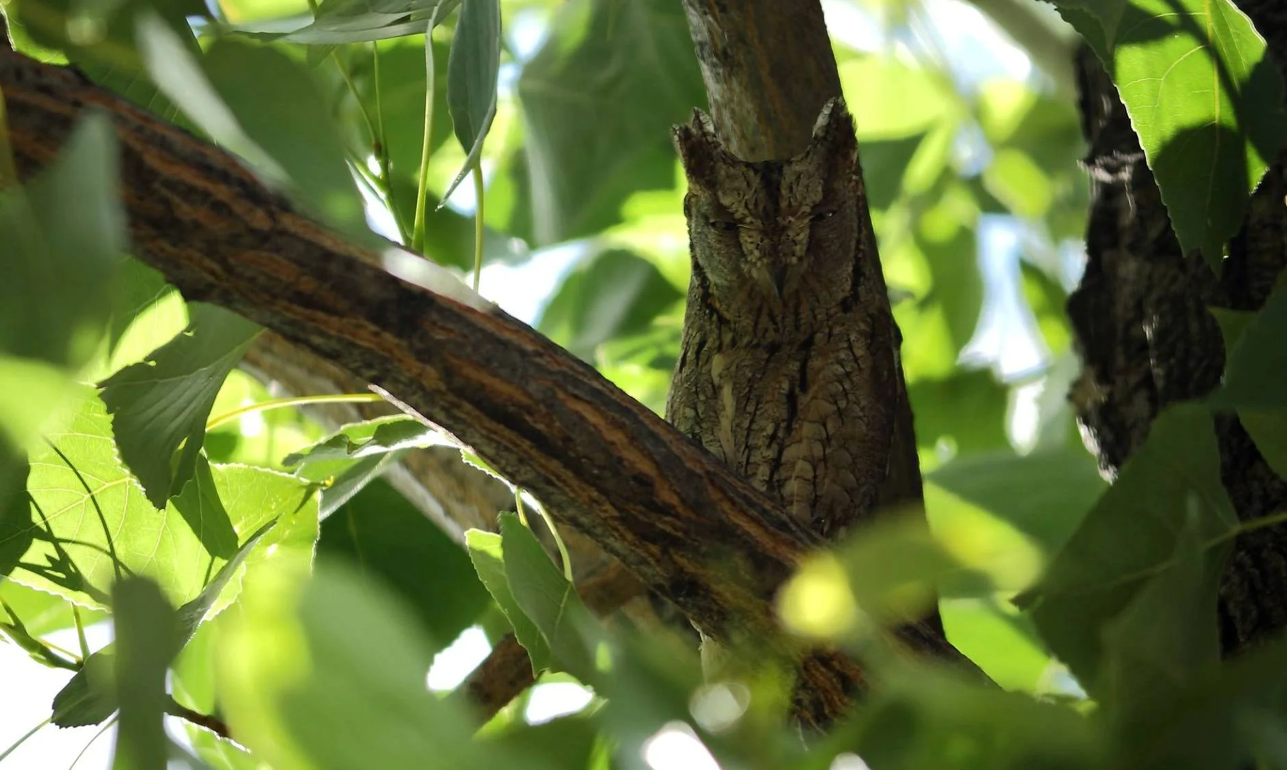 Geometría (11). Circunferencias