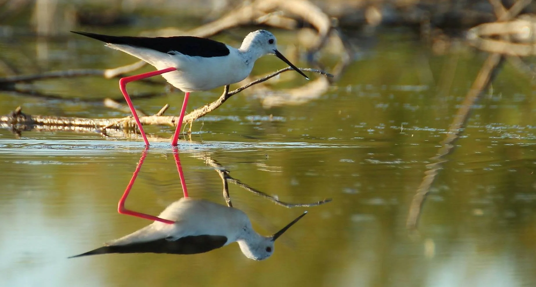 Geometría (9). Longitudes y áreas