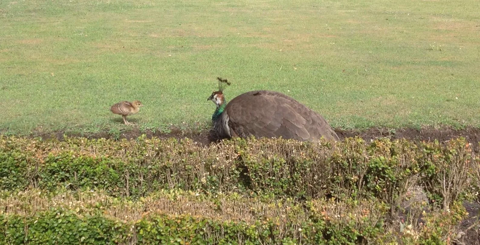 Geometría (96). Semejanza/Áreas