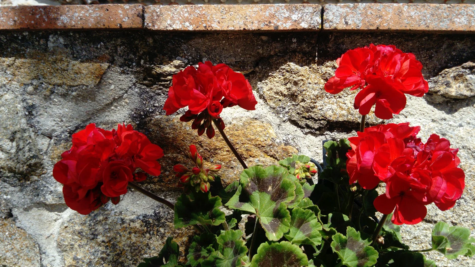 Geometría (146). Circunferencias