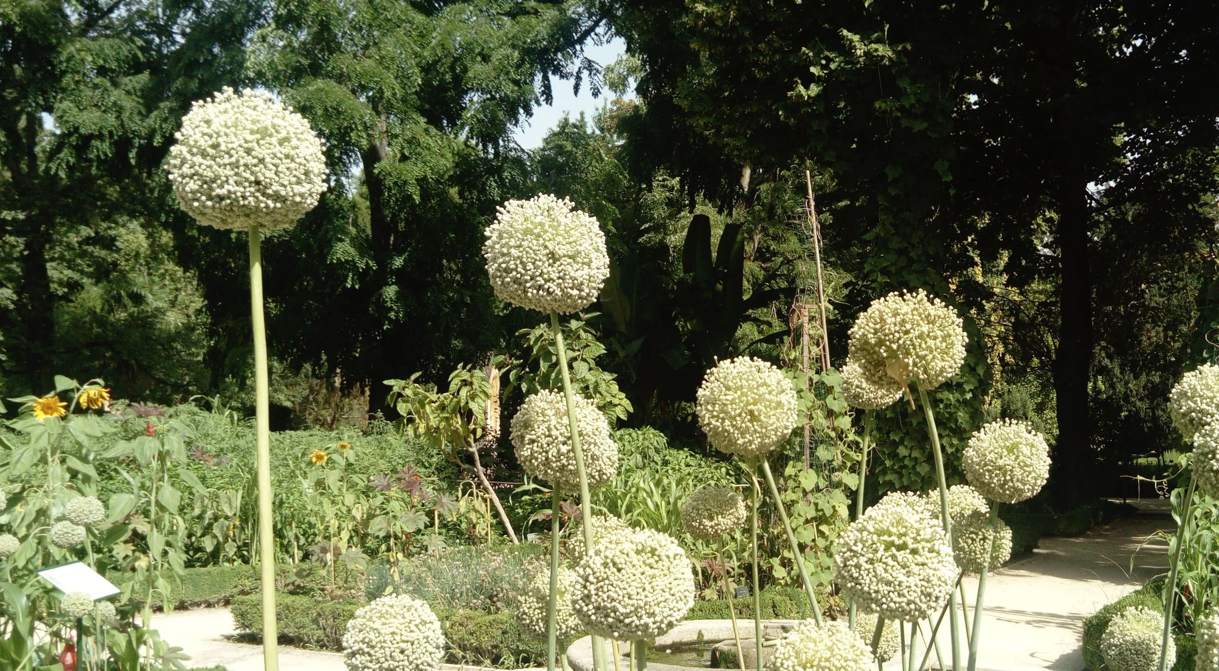 Geometría (150). Circunferencia de 9 puntos