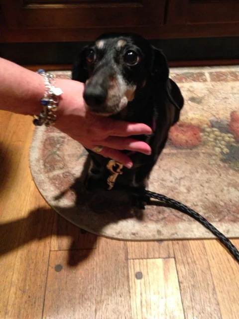 Photo-of-Max-the-Dog.jpg
