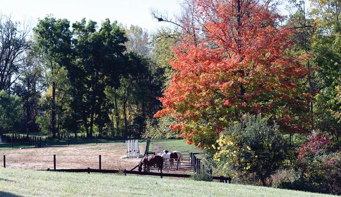 sylvanrunsanctuary_horses.jpg
