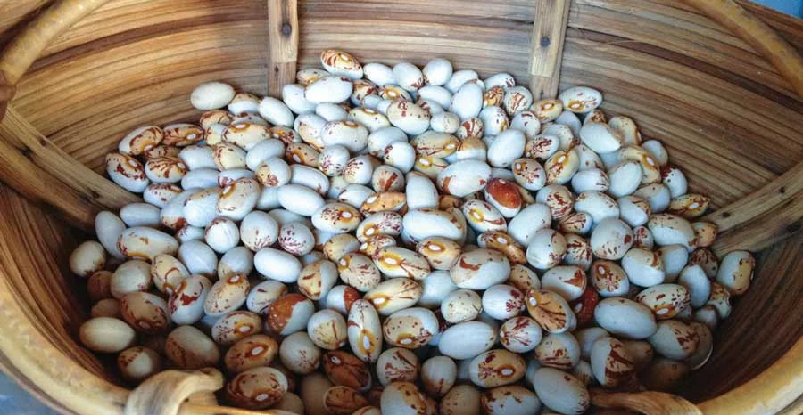 Odawa Pole Bean seeds from the Odawa Native American Tribe, Harbor Springs, Michigan