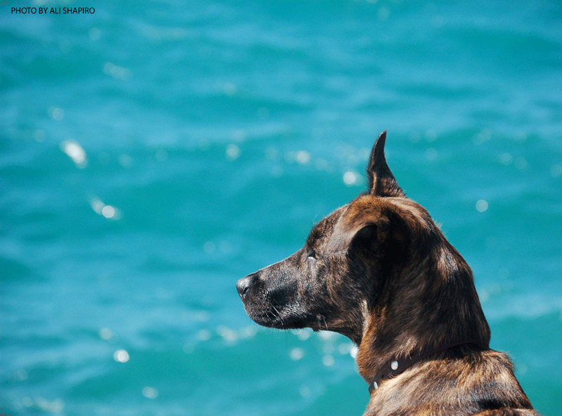 Sit. Stay. Go home. by Ali Shapiro