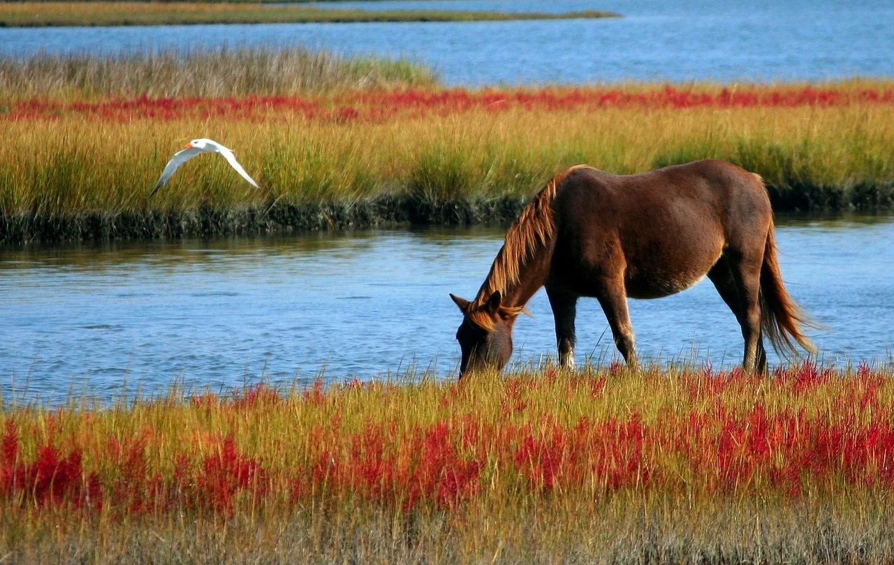 When the Student Is Ready, the Teacher Appears  — Communicating with Animals