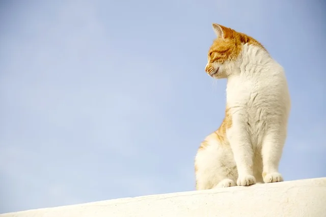 Heart to Heart — Valuable Lessons Animals Have to Teach Us