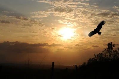 WHEN THE MOUSE BECOMES AN EAGLE – A LESSON IN LIMITATIONS AND AWAKENING 