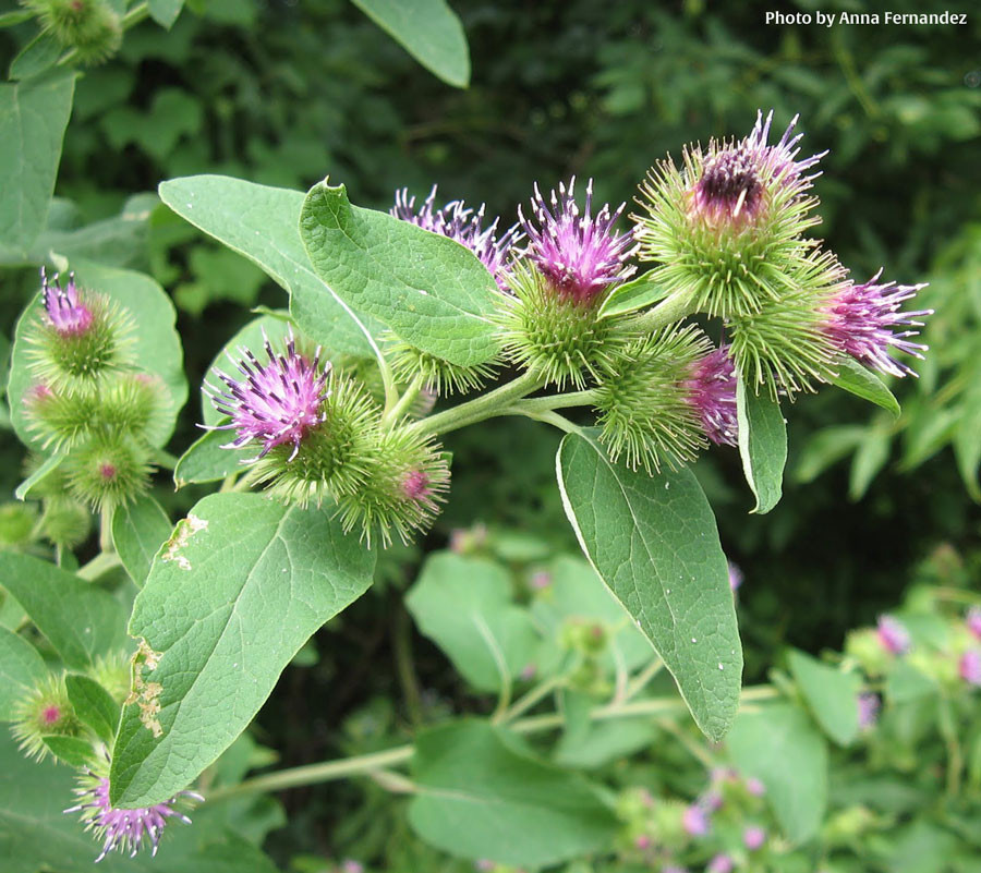 Burdock