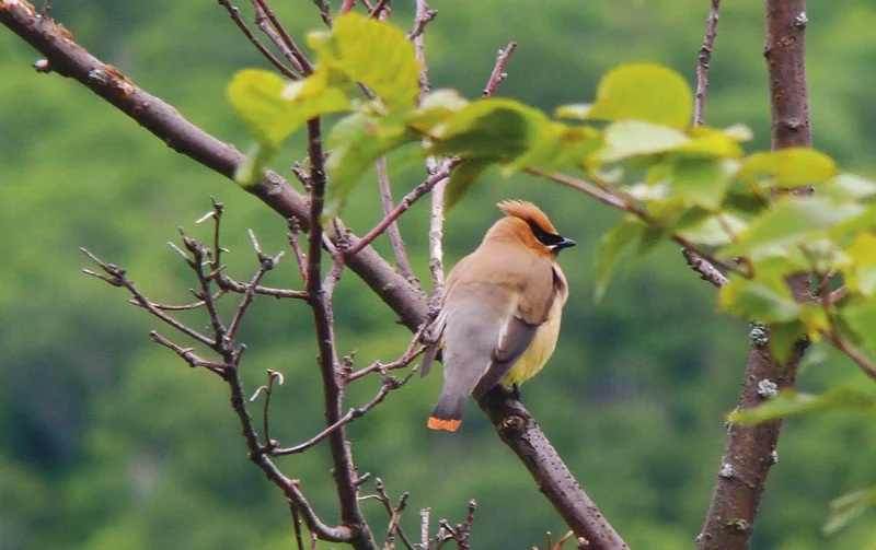 Did You Ever Want to Be a “Birder”?