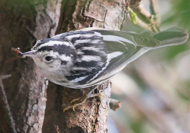 Black-And-White-Warbler