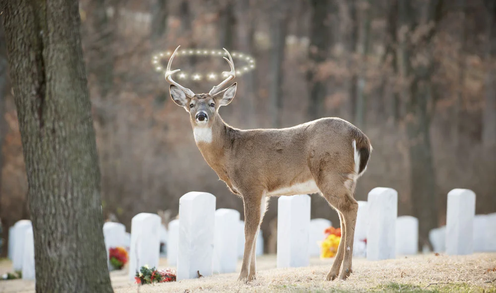 Forest in the City: A Meditation on  Present Deer and Absent Wolves