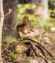 Forest Therapy ~  Embracing Nature, Connecting with Others