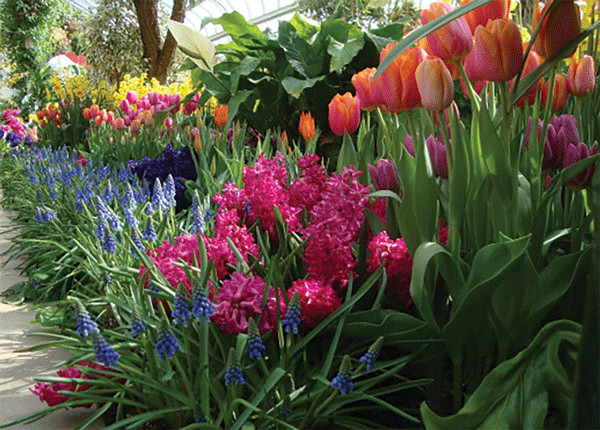 HLG_Spring-Bulb-Show.gif