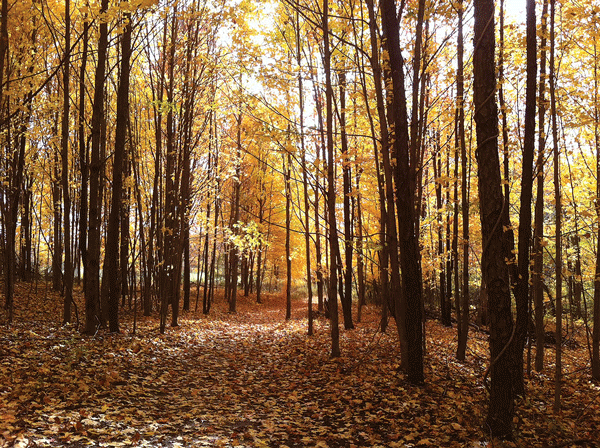 HLG_hiking-trail.gif